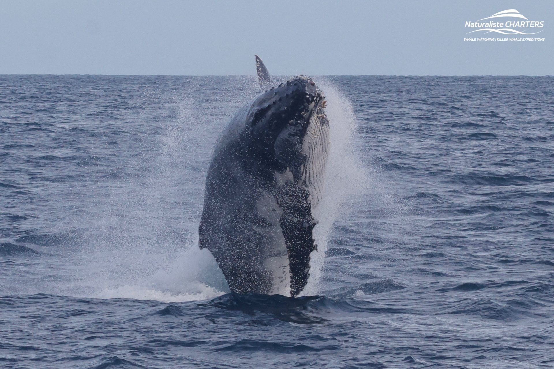 Breaching Humpback Whales